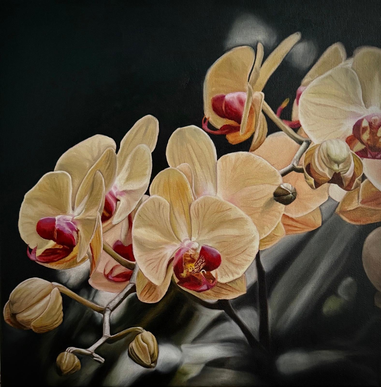 Serie PURE N°5