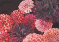 Dahlia Limitiert