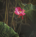 Serie PURE N°4