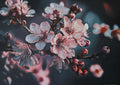 Blooming Whispers